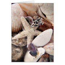 Sea Shells Greeting Card