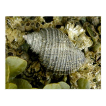Sea Snail, Unalaska Island Post Card