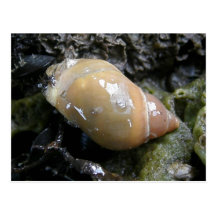 Sea Snail, Unalaska Island Postcard