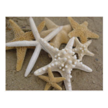 Sea Stars Post Card