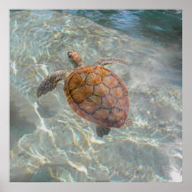 Sea Turtle Shadow Play Print