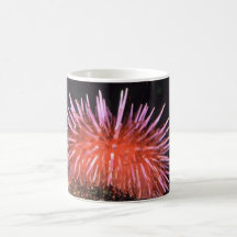Sea Urchin Coffee Mugs