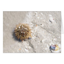Sea Urchin in the Surf Cards