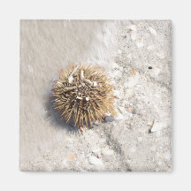 Sea Urchin in the Surf Magnets