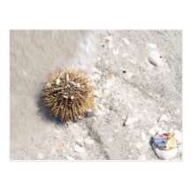 Sea Urchin in the Surf Postcard