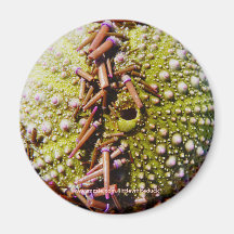 Sea Urchin - Magnet