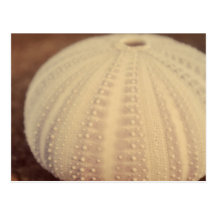 Sea Urchin Postcards