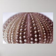 Sea Urchin Poster