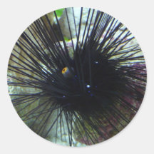 sea urchin stickers