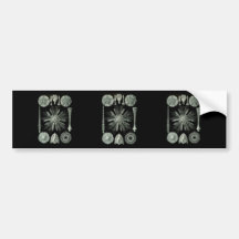 Sea Urchins Bumper Sticker