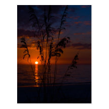 Seagrass Sunset Silhouette Postcards