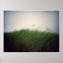 Seagull and Seagrass Print