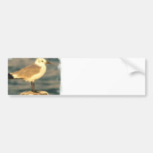 Seagull Bumper Sticker