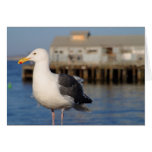 Seagull Cards