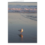 Seagull Greeting Cards
