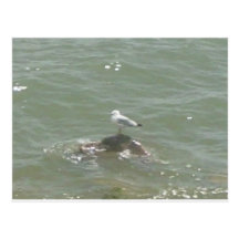 Seagull on rock postcard