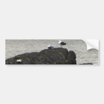 Seagulls on a rock bumper sticker