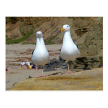 Seagulls On Oceans Beach Postcard