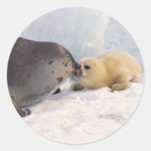 Seal Parent and Baby  Sticker