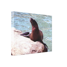 Seal Wrapped Canvas Stretched Canvas Print