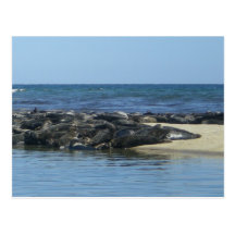 Seals on the beach post cards
