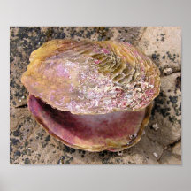 Seashell by the seashore posters