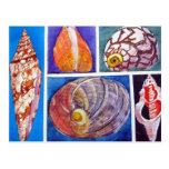 Seashell collage post card