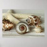 Seashells and starfish beach poster