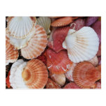 Seashells - close up sea shell photograph post cards