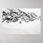 Seashells Poster