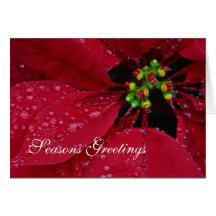 Season's Greetings Poinsettia Greeting Card