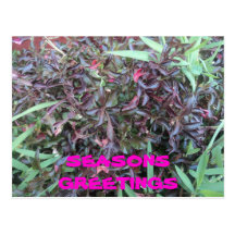 SEASONS GREETINGS POSTCARDS