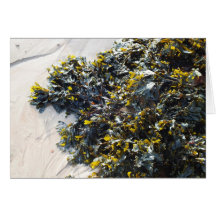 Seaweed Card