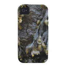 Seaweed Picture. iPhone 4/4S Cases