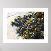 Seaweed Print