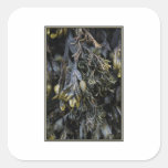 Seaweed. Sticker