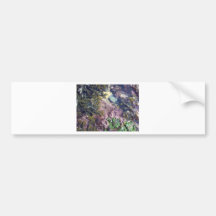 Seaweeds in a pool bumper sticker