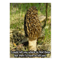 Secret of the Morel Hunter Postcard