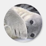 Secretive Seal Magnets