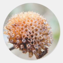 Seed Head - Bee Balm Round Stickers