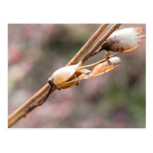 Seed Pod - Nicotiana Post Cards
