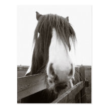 Sepia Horse Portrait Postcard