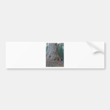 Sequoias Trees Giants Bumper Sticker