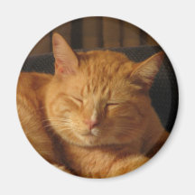 Serene Kitty Magnets