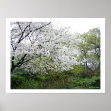 Serene Spring/West Lake, Hangzhou, Zhejiang China Poster