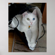 Serenity in Bag poster