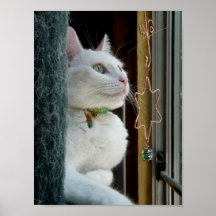 Serenity Looks Up poster
