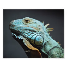 Serious Iguana Portrait Photo