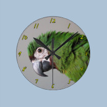 Severe Macaw Photography Clock wall clocks