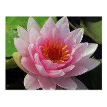 SG Lincoln, Nebraska pink water lily #1  01 Post Card